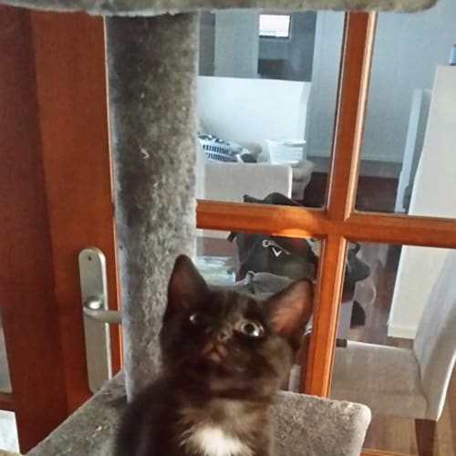Nikita