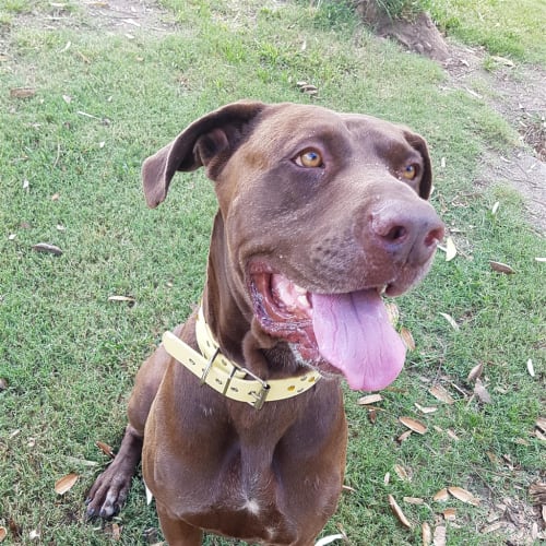Coco