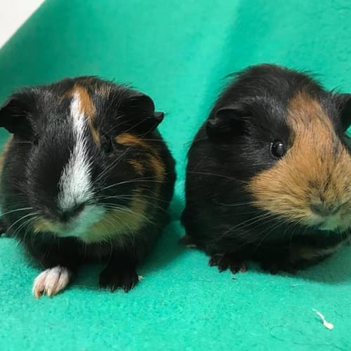 Melba and Gemma
