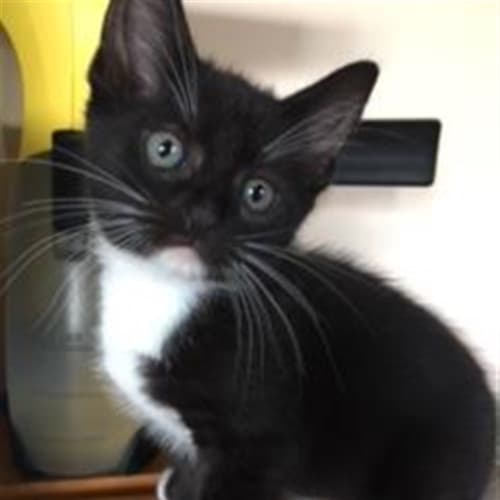 Baby Mittens