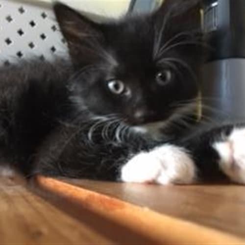 Zorro