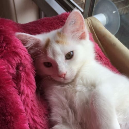 Lindsay ^^Dandy Cat Rescue^^