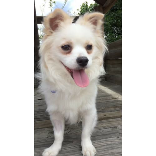 Archie ~ Chihuahua X  (on trial 31/1/2018)