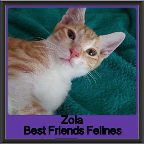 Zola