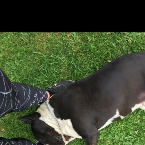 Dozer - foster carer needed
