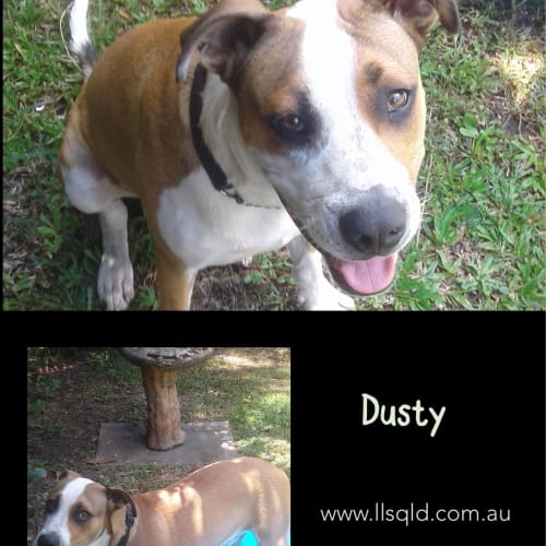 Dusty