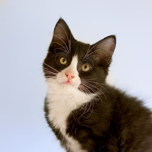Butch ^^Dandy Cat Rescue^^