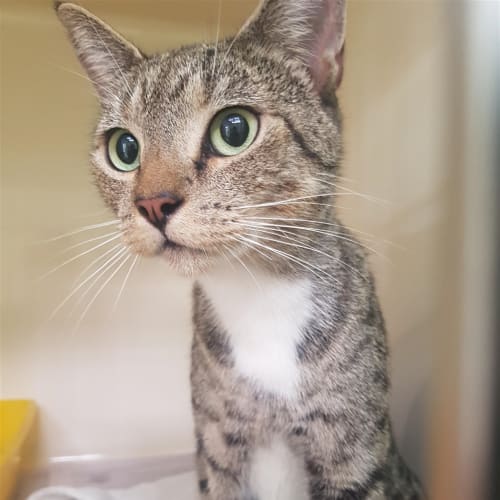 Zena