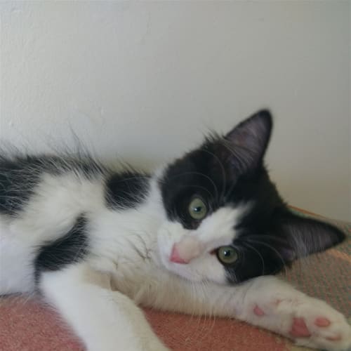 Stella (now Juniper)