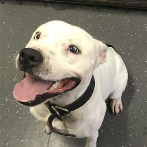 Zeus