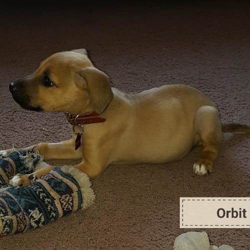 Orbit