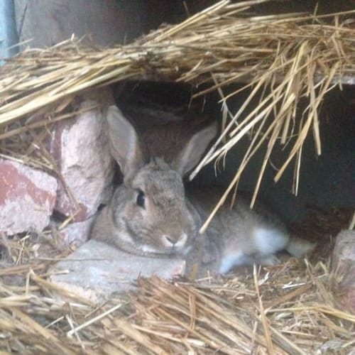 Peta Rabbit (OaV-05)