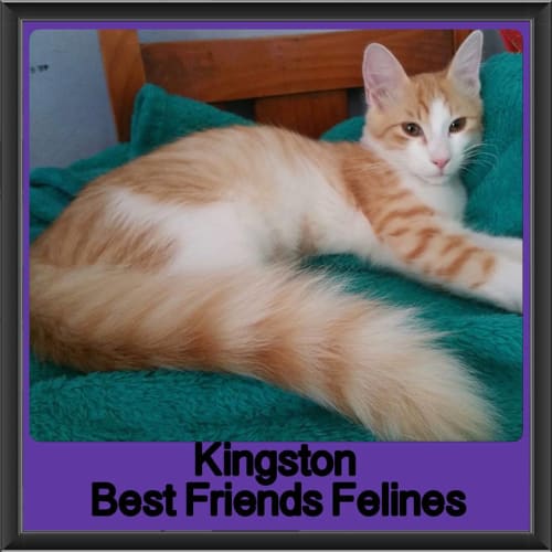 Kingston