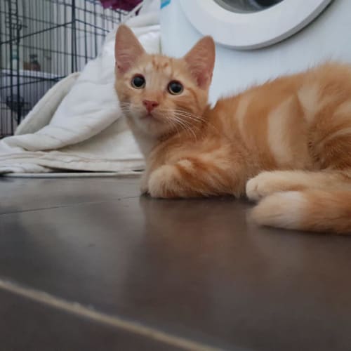 Pumpkin