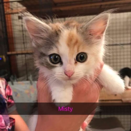 Misty 