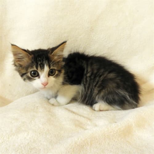 Kahlua