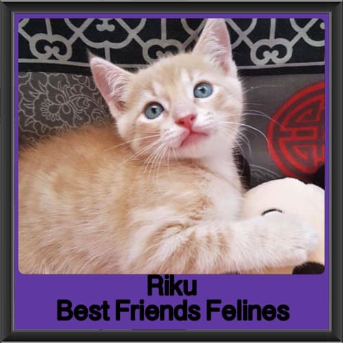 Riku 
