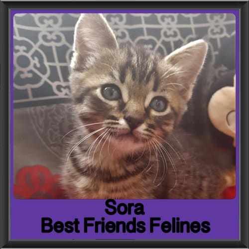 Sora 