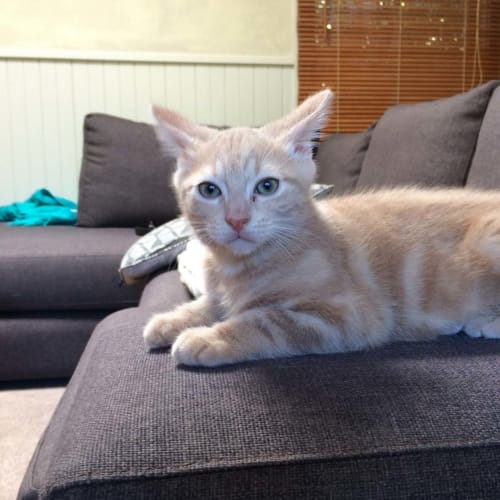 Griff the gorgeous champagne kitten! 