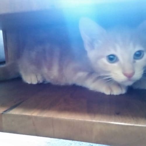 Benny the beautiful champagne kitten!