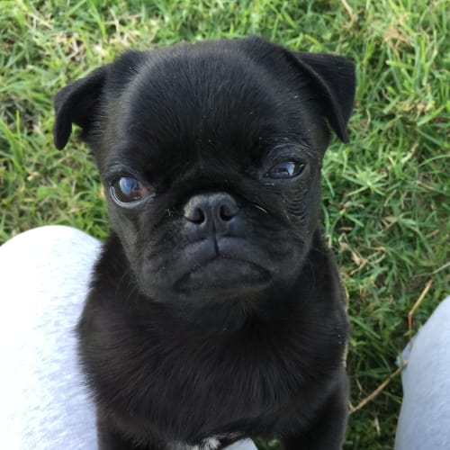 Yoda