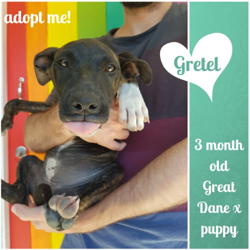 Gretel ~ Great Dane x puppy (on trial 4/2/2018)