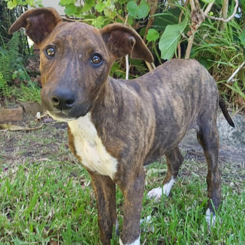 Odie ~ Great Dane x puppy (on trial 10/2/2018)