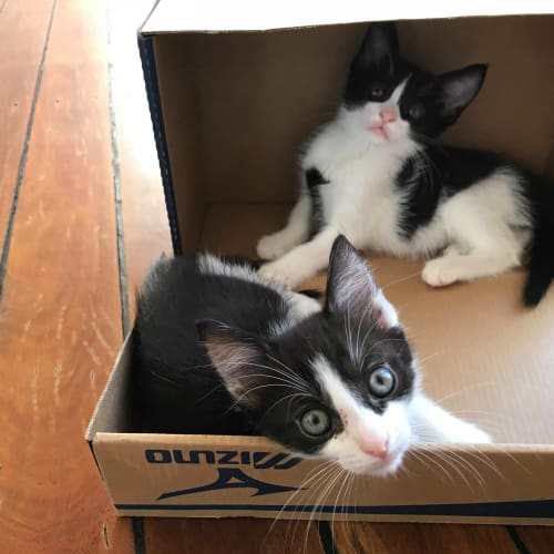 Jax ~ kitten (on trial 17/2/2018)