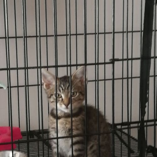 Tigger