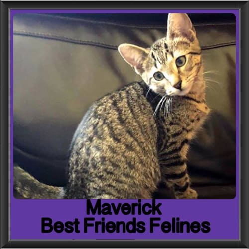 Maverick