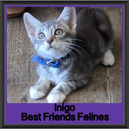 Inigo