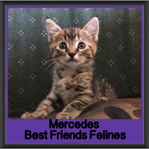 Mercedes 