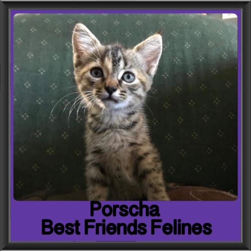 Porscha 