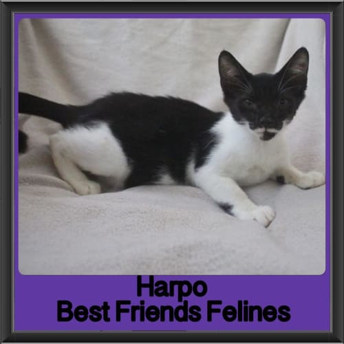 Harpo