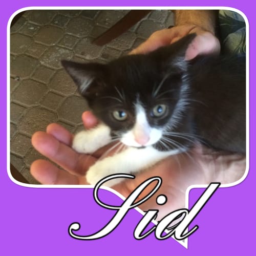 Sid