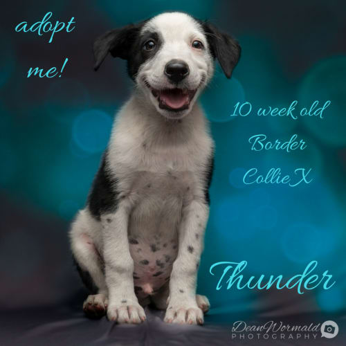 Thunder ~ Border Collie x pup (on trial 24/1/2018)
