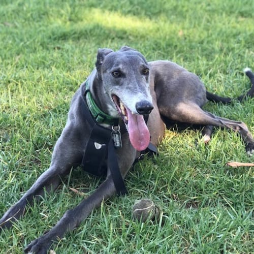 Darcy (On Trial 11 Feb)