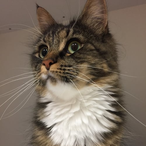 Hazel
