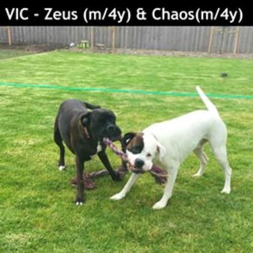 Chaos and Zeus