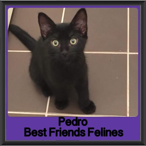 Pedro 
