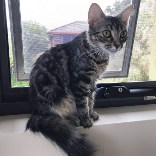 Portia