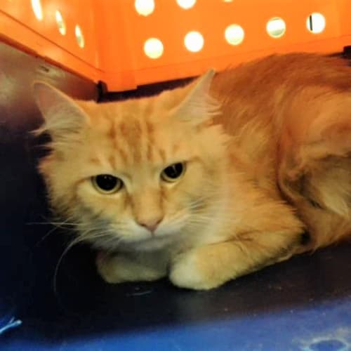 Oliver (0256)