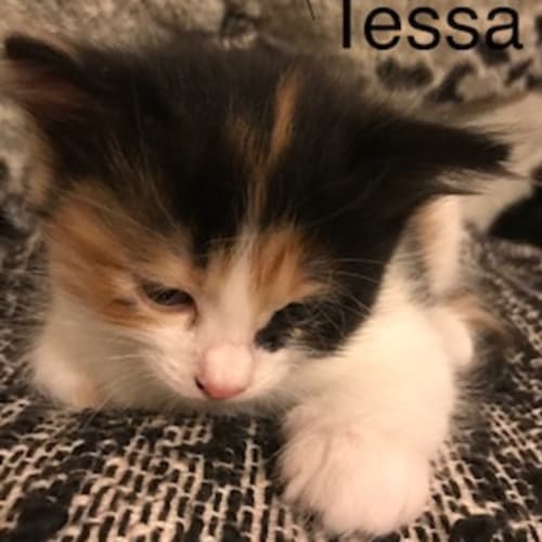 Tessa **2nd Chance Cat Rescue**
