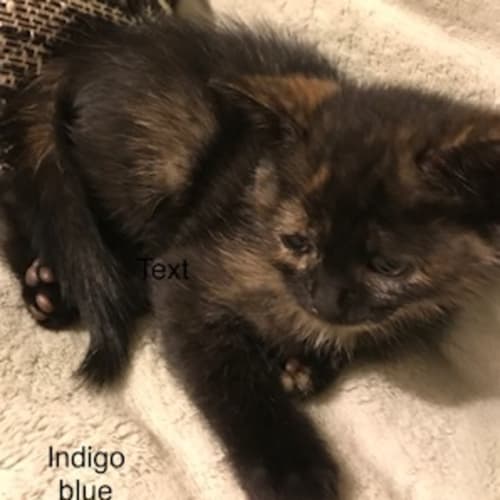 Indigo Blue **2nd Chance Cat Rescue**
