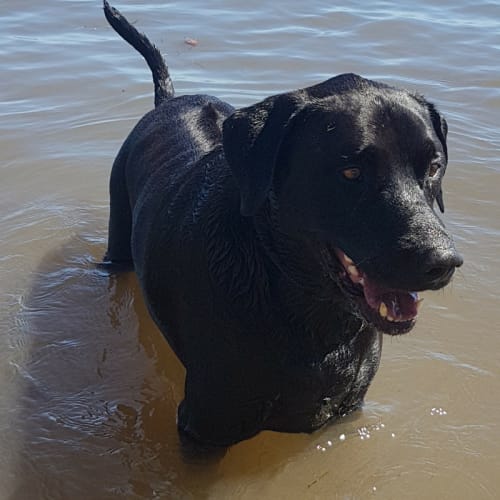 Simba ~Labrador x Ridgeback (on trial 23/1/2018)