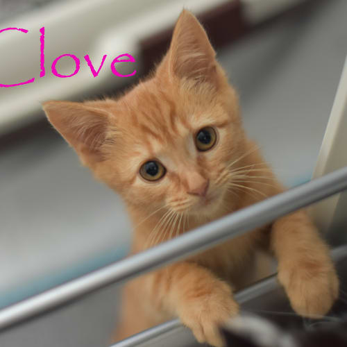Clove  ***2nd Chance Cat Rescue***