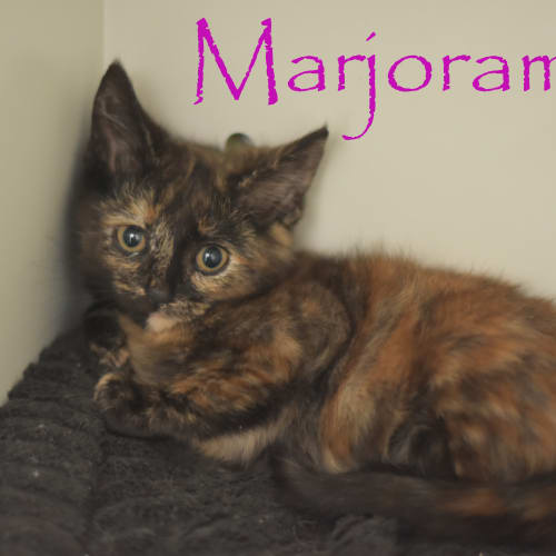 Marjoram ***2nd Chance Cat Rescue***