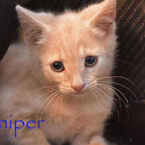 Juniper ***2nd Chance Cat Rescue***