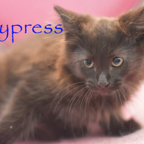 Cypress ***2nd Chance Cat Rescue***