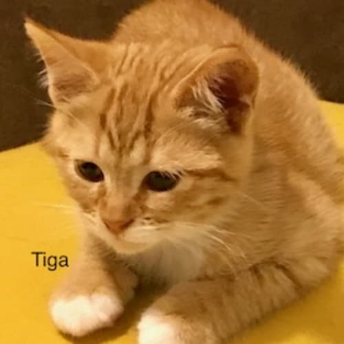 Tiga **2nd Chance Cat Rescue**